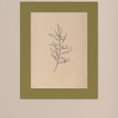 Print Olive branch with passe-partout | 24cm x 30cm | Olivo