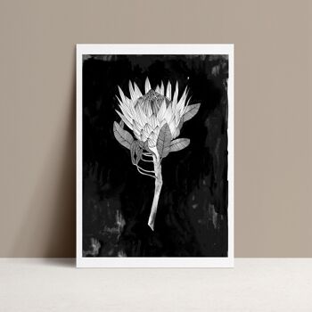 King Protea - Affiche 30 x 40 cm 2