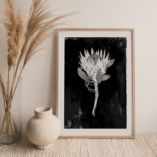 King Protea - Affiche 30 x 40 cm