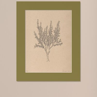 Drucken Mandelbaum mit Passepartout | 24cm x 30cm | Olivo