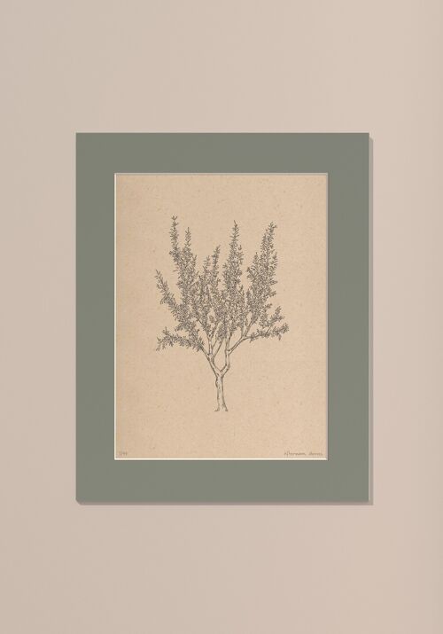 Print Amandelboom met passe-partout | 24 cm x 30 cm | Salvia