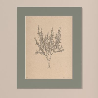 Print Almond tree with passe-partout | 24cm x 30cm | salvia