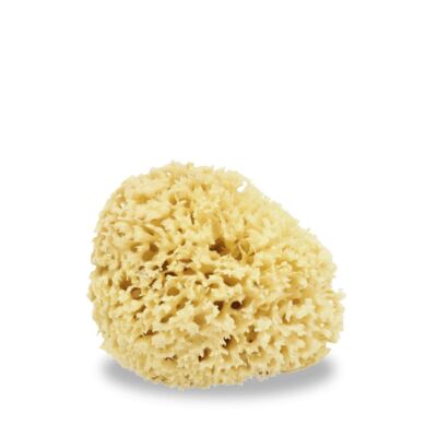 esponja de mar