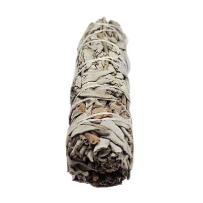 White Sage 6"