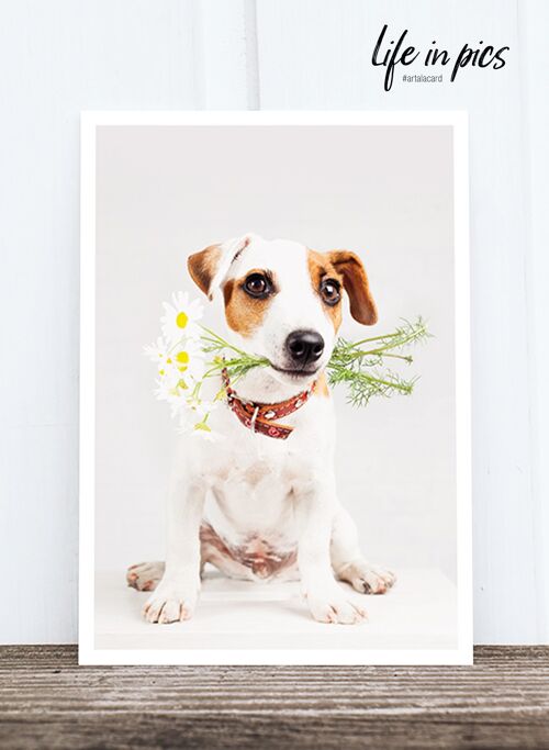 Life in Pic's Foto-Postkarte: Dog with flowers HF