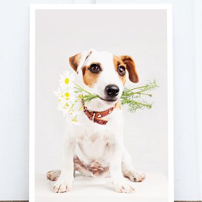 La vida en la postal fotográfica de Pic: Perro con flores HF