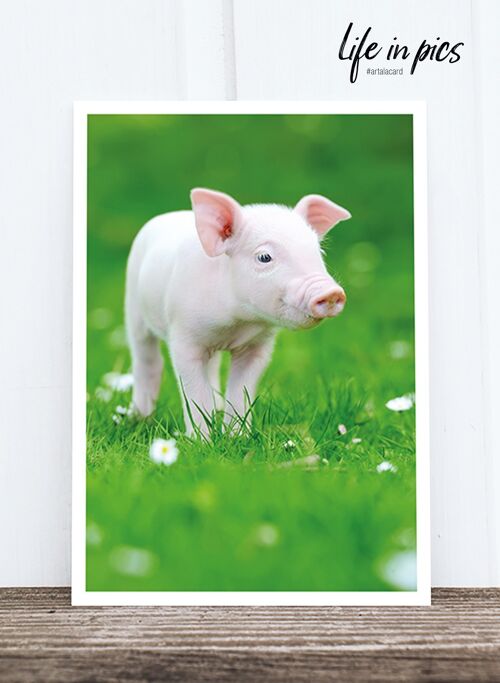 Life in Pic's Foto-Postkarte: Piglet HF