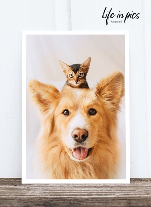 Life in Pic's Foto-Postkarte: Cat and dog HF