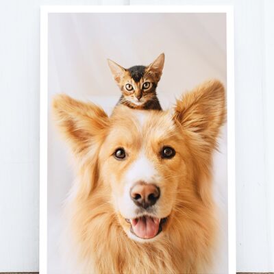 Life in Pic's Foto-Postkarte: Cat and dog HF