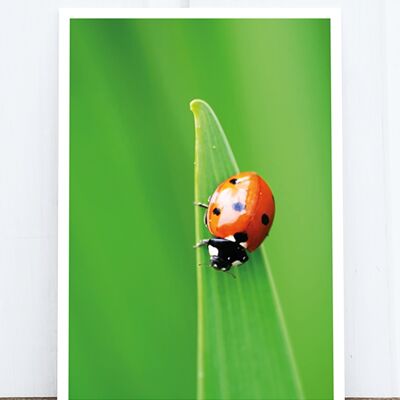 Life in Pic's Foto-Postkarte: Ladybug HF