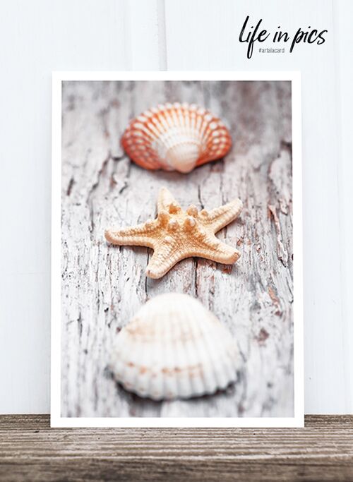 Life in Pic's Foto-Postkarte: Shells HF