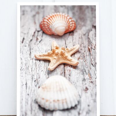 La cartolina fotografica di Life in Pic: Shells HF