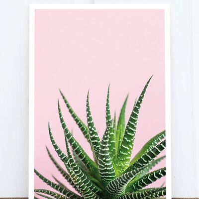 Life in Pic's Foto-Postkarte: Aloe blush HF