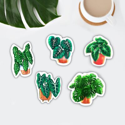 Magnet set - pots with face: Monstera deliciosa, Syngonium Arrow, Begonia maculata, Alocasia Frydek, Philodendron Gloriosum