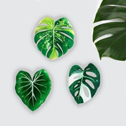 Sticker Set - Monstera aurea, Monstera adansonii variegata, Philodendron - transparent