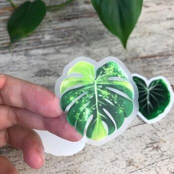 Ensemble d'autocollants - Monstera aurea, Monstera adansonii variegata, Philodendron - transparent 3