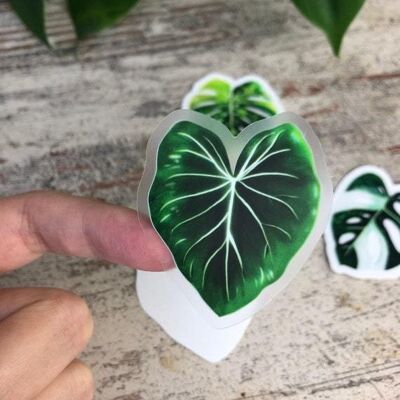 Sticker - Philodendron - 1 Blatt transparent