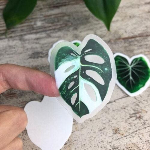 Sticker - Monstera adansonii variegata -1 Blatt transparent