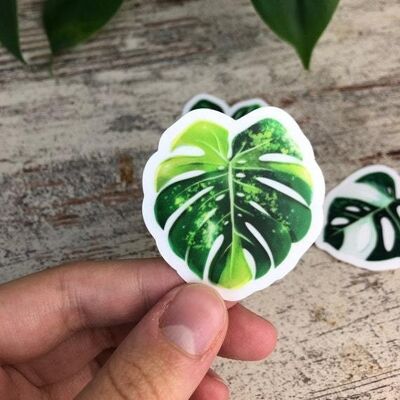 Autocollant - Monstera aurea -1 feuille transparente