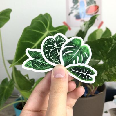 Ensemble d'aimants - Monstera, Syngonium, Alocasia & Anthurium