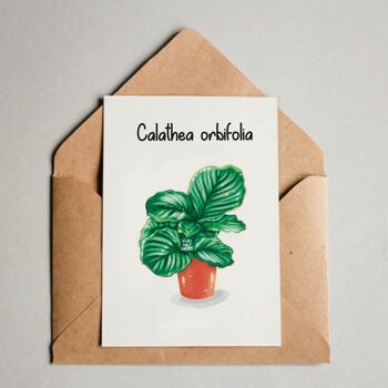 Carte postale / Impression A6 - Calathea Orbifolia 1