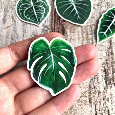 Sticker - Monstera deliciosa 1 Blatt transparent