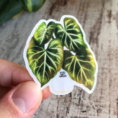 Sticker - Philodendron Verrucosum