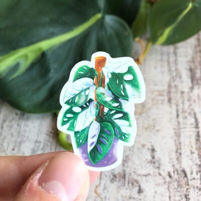 Sticker - Monstera adansonii variegata