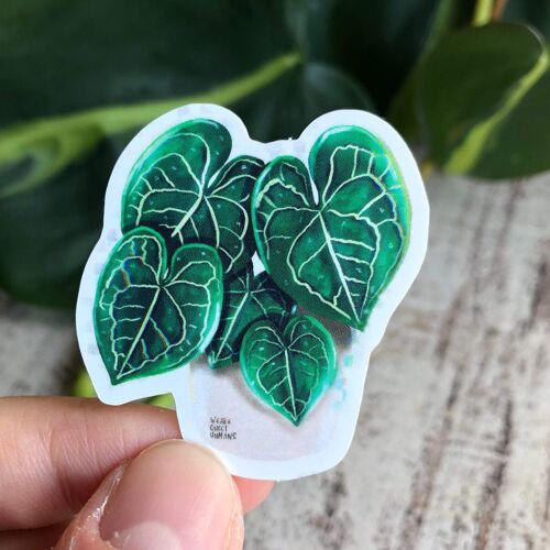 Sticker - Anthurium Clarinervium 5 Blätter