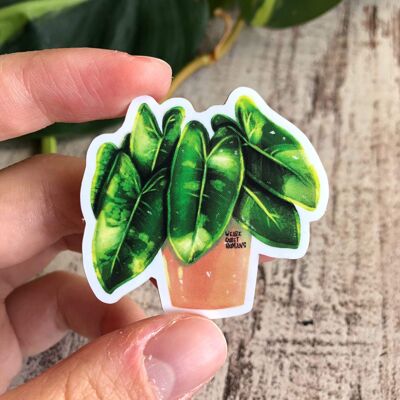Sticker - Philodendron Burle Marx variegata