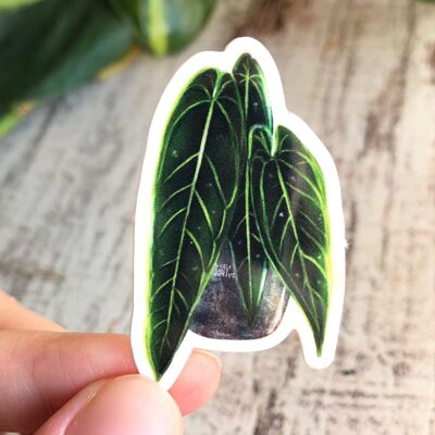 Adesivo - Anthurium 3 foglie