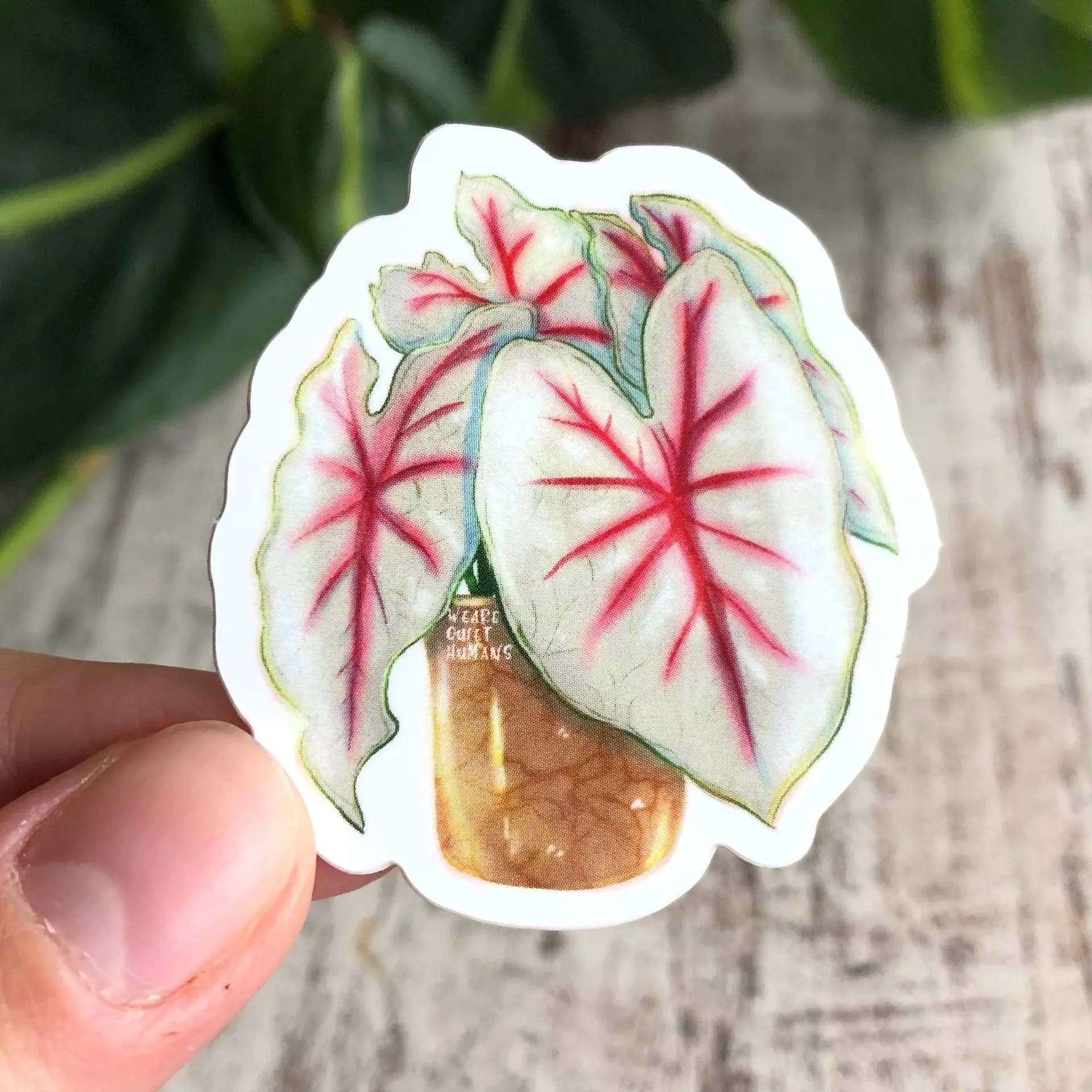 Buy wholesale Sticker - Caladium Fiesta