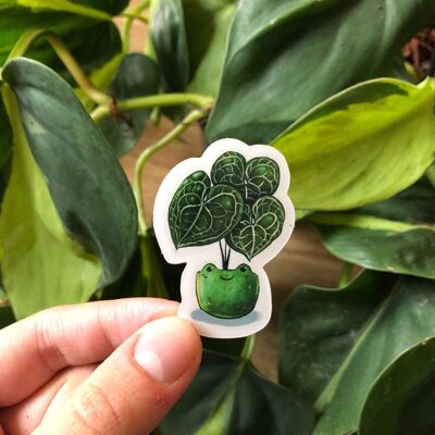 Sticker - Anthurium Clarinervium in a frog pot