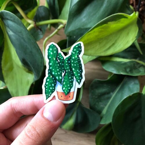 Sticker - Begonia Maculata