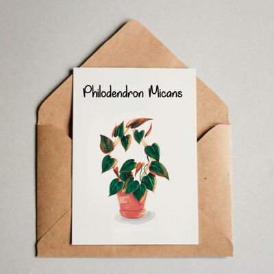 Postal / Impresión A6 - Philodendron Micans