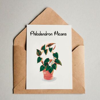 Carte postale / Impression A6 - Philodendron Micans 1