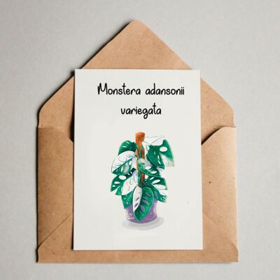Postkarte / A6 Print - Monstera adansonii variegata
