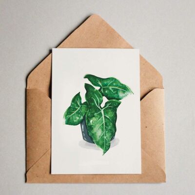 Cartolina / stampa A6 - Syngonium screziato