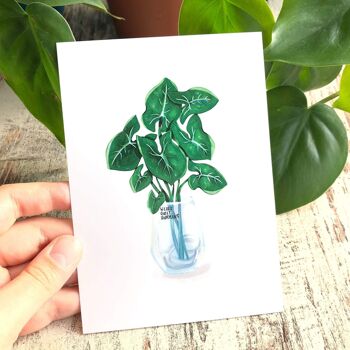 Carte postale / Tirage A6 - Syngonium dans le verre 5