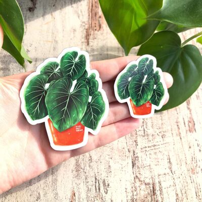 Magnet - Philodendron Gloriosum 6 Sheets - Large