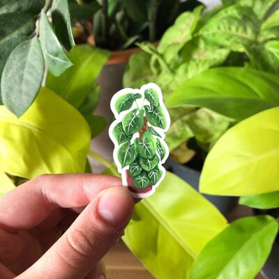 Magnet - Syngonium frosted heart - Small