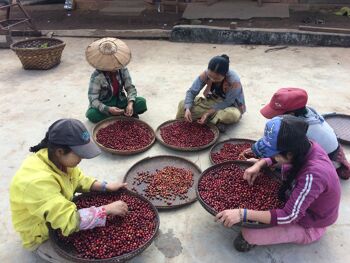 Filtre - Ruby Hills, Myanmar- Fleur de Sureau, Groseille, Sucre Blanc - 1kg - Aero Press 4