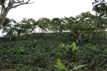 Espresso - San Ramon, Nicaragua - Dark Choc - Caramel - Nid d'abeille - 230g - Aero Press 2