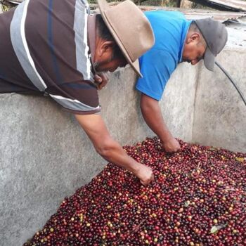 Filtre / Espresso - La Perla Negra, Guatemala - Prunes-Mélasse-Nuée d'Anis - 230g - Aero Press 2