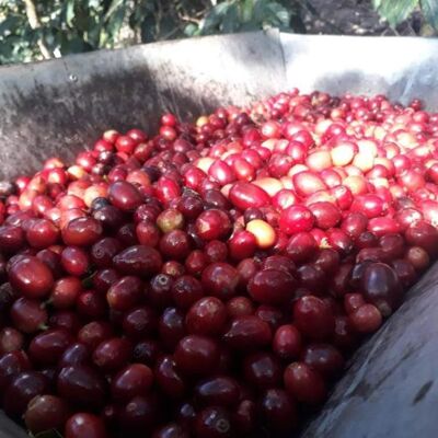 Filtre / Espresso - La Perla Negra, Guatemala - Prunes-Mélasse-Nuée d'Anis - 1kg - Cuisinière / Pot Moka