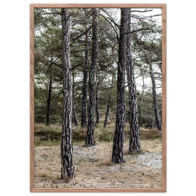 Pine trees 29,7x42cm