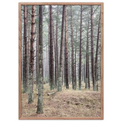 Pine Forest 50x70cm