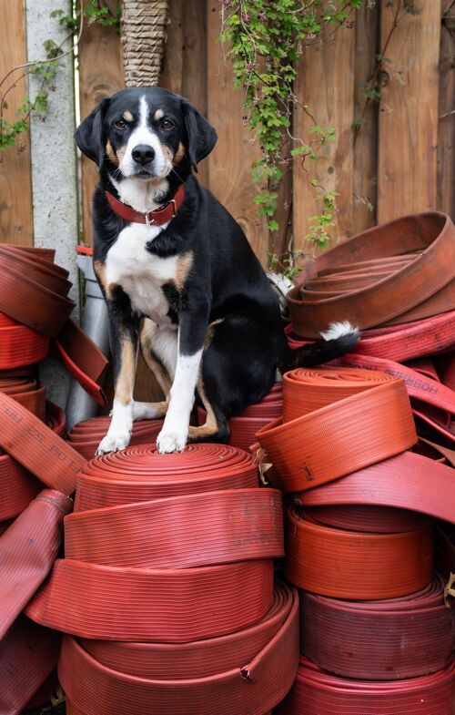 Unique Dog Lines Made from Old Fire Hoses