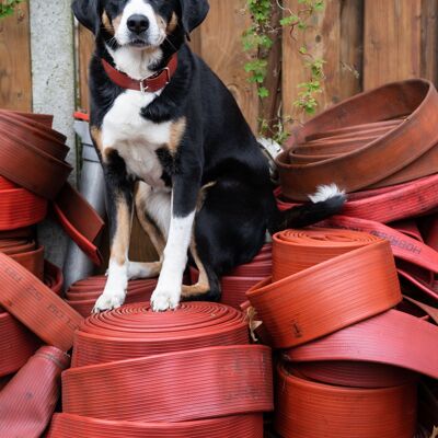 Einzigartige Hundeleinen aus alten Feuerwehrschläuchen