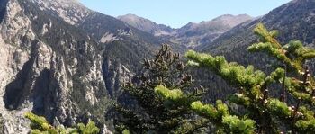 Valmanya -  Sève de bouleau des Pyrénées Bio 4